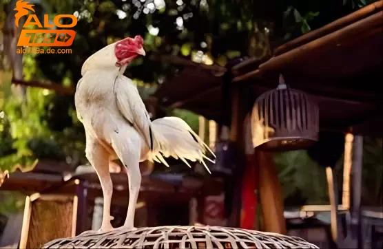 Kỹ thuật huấn luyện và chăm sóc sức khỏe gà đá