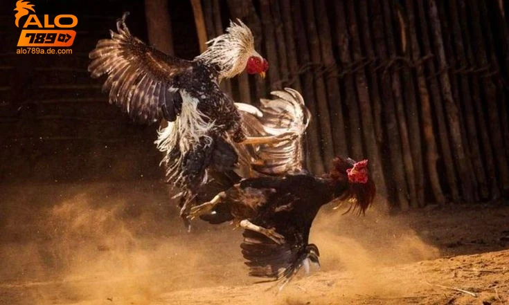 Hướng dẫn tham gia và lợi ích khi chơi đá gà thomo