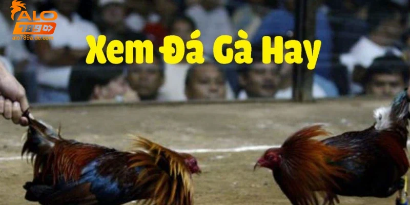 Lợi ích và kinh nghiệm khi chơi đá gà thomo