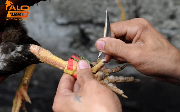 Ứng dụng và kinh nghiệm sử dụng cựa gà đá trong cá cược trực tuyến