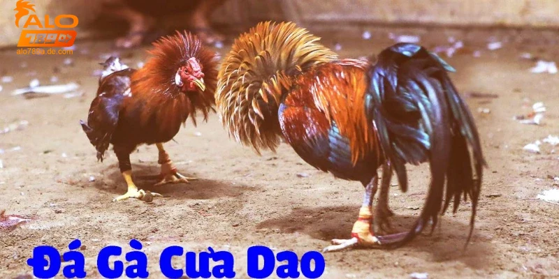 Đá gà cựa dao tại Alo789 và các lưu ý quan trọng