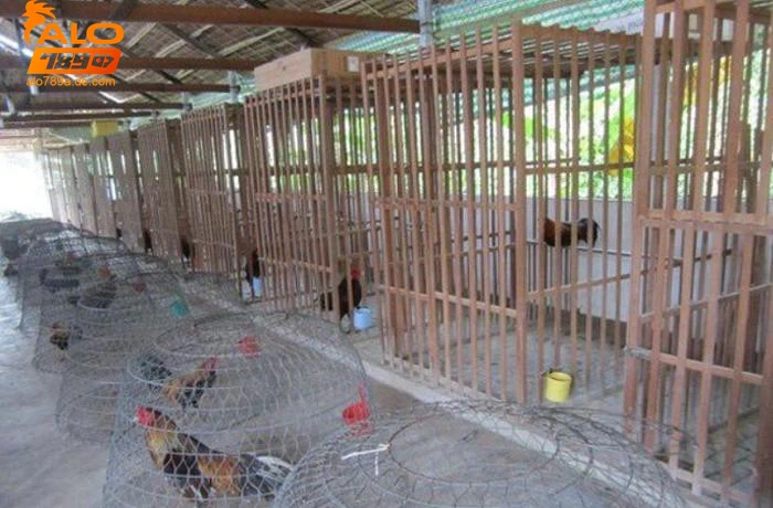 Phòng và điều trị bệnh cho gà đá