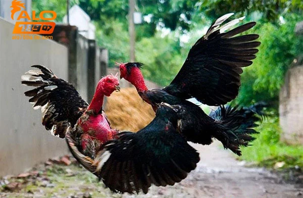 Chiến thuật cá cược và kinh nghiệm từ Alo789