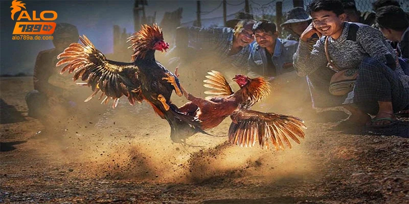 Lưu ý bảo mật và các quy định khi chơi đá gà cựa dao