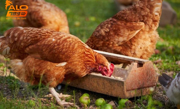 Liên kết thức ăn gà đá và chiến thắng trong cá cược Alo789