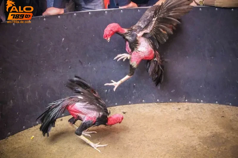 Đá gà chọi - Tìm hiểu kỹ thuật và kinh nghiệm cá cược hiệu quả 6 Lịch sử và ý nghĩa của đá gà chọi